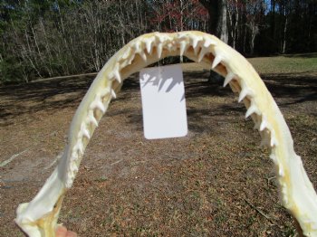 15 inches Real Blacktip Shark with <font color=red> Very Sharp Teeth </font> - Buy this one for $184.99