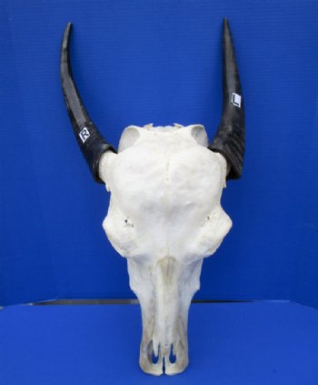 Authentic Water Buffalo Skull for Sale with 13-3/4 and 14-1/2 inches Horns, Grade B for $89.99 <font color=red> SALE $69.99</font>