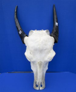 Authentic Water Buffalo Skull for Sale with 13-3/4 and 14-1/2 inches Horns, Grade B for $89.99 <font color=red> SALE $69.99</font>