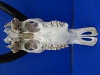Authentic Water Buffalo Skull for Sale with 13-3/4 and 14-1/2 inches Horns, Grade B for $89.99 <font color=red> SALE $69.99</font>