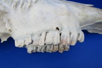 Authentic Water Buffalo Skull for Sale with 13-3/4 and 14-1/2 inches Horns, Grade B for $89.99 <font color=red> SALE $69.99</font>