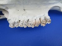 Authentic Water Buffalo Skull for Sale with 13-3/4 and 14-1/2 inches Horns, Grade B for $89.99 <font color=red> SALE $69.99</font>