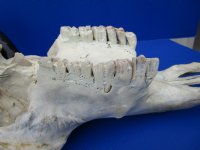 Authentic Water Buffalo Skull for Sale with 13-3/4 and 14-1/2 inches Horns, Grade B for $89.99 <font color=red> SALE $69.99</font>