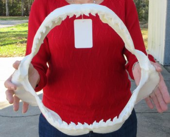 16 inches Genuine Tiger Shark Jaw, (Galeocerdo cuvier) (Small hole in cartiage) <font color=red> WITH EXTREMELY SHARP TEETH</FONT> - Buy this one for $224.99