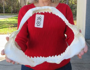 16 inches Genuine Tiger Shark Jaw, (Galeocerdo cuvier) (Small hole in cartiage) <font color=red> WITH EXTREMELY SHARP TEETH</FONT> - Buy this one for $224.99