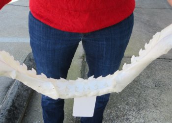 16 inches Genuine Tiger Shark Jaw, (Galeocerdo cuvier) (Small hole in cartiage) <font color=red> WITH EXTREMELY SHARP TEETH</FONT> - Buy this one for $224.99