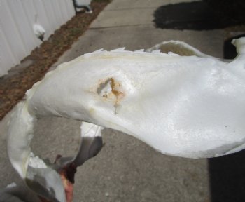 16 inches Genuine Tiger Shark Jaw, (Galeocerdo cuvier) (Small hole in cartiage) <font color=red> WITH EXTREMELY SHARP TEETH</FONT> - Buy this one for $224.99