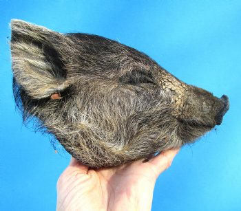Preserved Georgia Wild Boar Head, 7x4 inches for $49.99