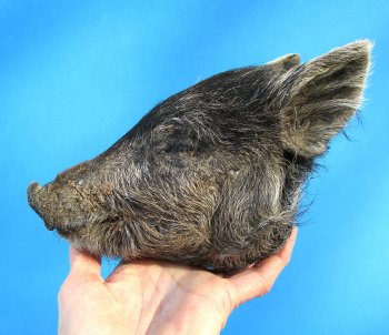 Preserved Georgia Wild Boar Head, 7x4 inches for $49.99