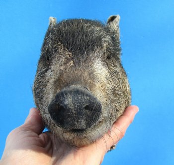Preserved Georgia Wild Boar Head, 7x4 inches for $49.99