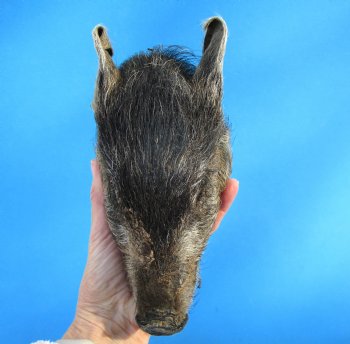 Preserved Georgia Wild Boar Head, 7x4 inches for $49.99