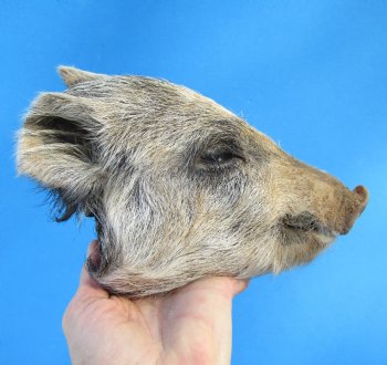Preserved Georgia Wild Boar Head, 7-3/4 X 4-1/2 for $49.99