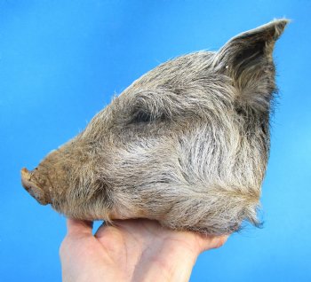 Preserved Georgia Wild Boar Head, 7-3/4 X 4-1/2 for $49.99