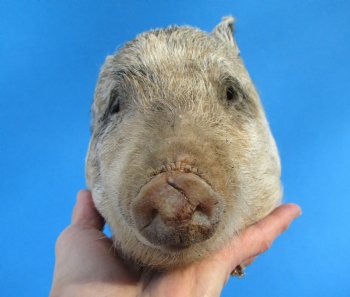 Preserved Georgia Wild Boar Head, 7-3/4 X 4-1/2 for $49.99