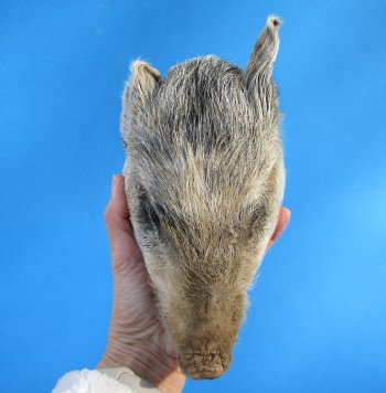 Preserved Georgia Wild Boar Head, 7-3/4 X 4-1/2 for $49.99