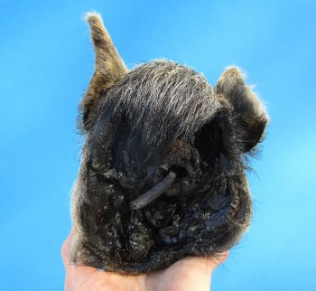 Preserved Georgia Wild Boar Head, 7-3/4 X 4-1/2 for $49.99