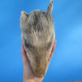 Preserved Georgia Wild Boar Head, 7-3/4 X 4-1/2 for $49.99
