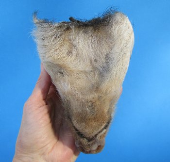 Preserved Georgia Wild Boar Head, 7-3/4 X 4-1/2 for $49.99