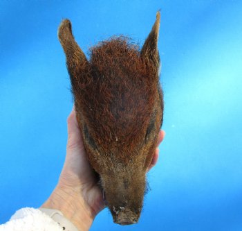 7-7/8 inches Preserved Georgia Wild Boar Head for $49.99