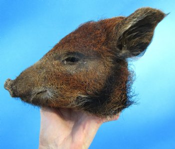 7-7/8 inches Preserved Georgia Wild Boar Head for $49.99