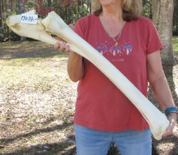 37 inches Authentic African Giraffe Radius Bone with Ulna for $164.99
