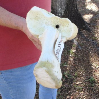 37 inches Authentic African Giraffe Radius Bone with Ulna for $164.99