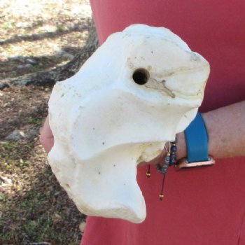 37 inches Authentic African Giraffe Radius Bone with Ulna for $164.99