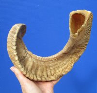 26 inches African Merino Ram, Sheep Horn - Buy this on for $32.99