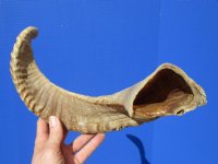 22-3/4 inches African Merino Ram, Sheep Horn for $27.99