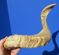 22-3/4 inches African Merino Ram, Sheep Horn for $27.99