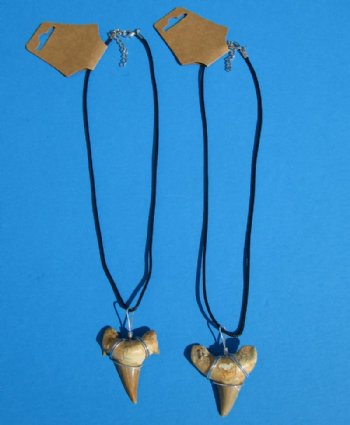Two Moroccan Fossil Shark Tooth Necklaces with a 1-1/2 inches Shark's Tooth Pendants for $10.80 each