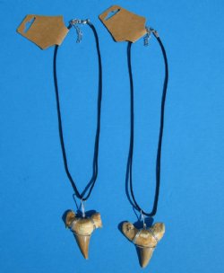 Two Moroccan Fossil Shark Tooth Necklaces with a 1-1/2 inches Shark's Tooth Pendants for $10.80 each