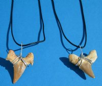 Two Moroccan Fossil Shark Tooth Necklaces with a 1-1/2 inches Shark's Tooth Pendants for $10.80 each