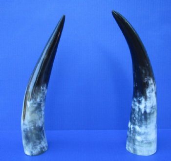 2 Polished Cow Horns for Sale 13 and 13-1/2 inches - Buy the 2 pictured for $14.50 each