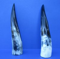 2 Polished Cow Horns for Sale 13 and 13-1/2 inches - Buy the 2 pictured for $14.50 each