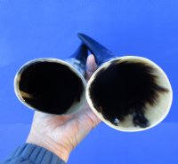2 Polished Cow Horns for Sale 13 and 13-1/2 inches - Buy the 2 pictured for $14.50 each