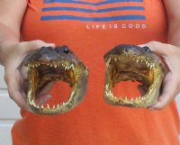 8 to 8-1/2 inches Taxidermy Alligator Heads  <font color=red>Wholesale</font> - 8 @ $11.70 each