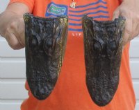 8 to 8-1/2 inches Taxidermy Alligator Heads  <font color=red>Wholesale</font> - 8 @ $11.70 each