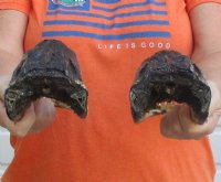 8 to 8-1/2 inches Taxidermy Alligator Heads  <font color=red>Wholesale</font> - 8 @ $11.70 each