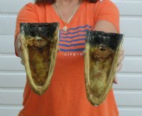 8 to 8-1/2 inches Taxidermy Alligator Heads  <font color=red>Wholesale</font> - 8 @ $11.70 each