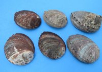 Green Abalone Shells 5 to 5-3/4 inches - 3 @ $10.40 each; 6 @ $9.36 each