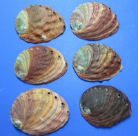 Natural Red Abalone Shells <font color=red> Wholesale</font> 5 to 5-3/4 inches - 12 @ $7.70 each