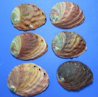 5 inches Natural Red Abalone Shell - $13.49 each; 6 @ $12.35 each