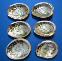 Natural Red Abalone Shells <font color=red> Wholesale</font> 5 to 5-3/4 inches - 12 @ $7.70 each