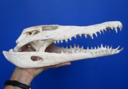 14-1/4 inches Large Nile Crocodile Skull (CITES 263852) for $254.99 <font color=red> SALE $194.99</font>