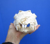14-1/4 inches Large Nile Crocodile Skull (CITES 263852) for $254.99 <font color=red> SALE $194.99</font>