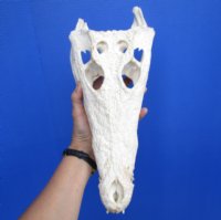14-1/4 inches Large Nile Crocodile Skull (CITES 263852) for $254.99 <font color=red> SALE $194.99</font>