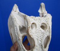 14-1/4 inches Large Nile Crocodile Skull (CITES 263852) for $254.99 <font color=red> SALE $194.99</font>