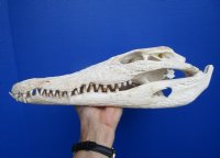 14-1/4 inches Large Nile Crocodile Skull (CITES 263852) for $254.99 <font color=red> SALE $194.99</font>