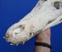 14-1/4 inches Large Nile Crocodile Skull (CITES 263852) for $254.99 <font color=red> SALE $194.99</font>